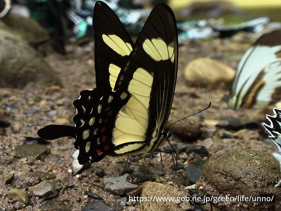 ペルーのキオビアゲハ