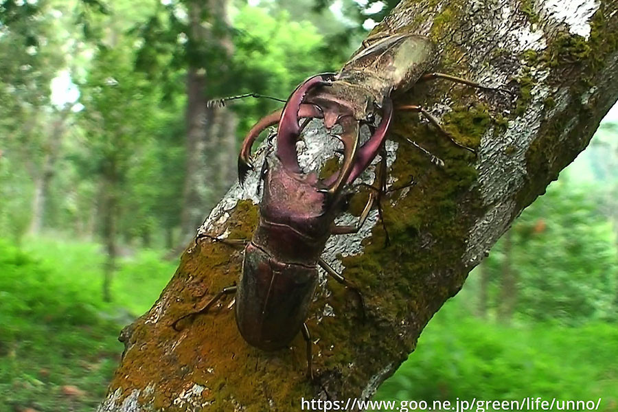 クプリオニテンスホソアカクワガタの闘い
