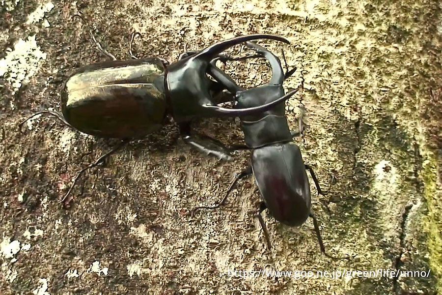 コーカサスオオカブトVSマンディブラリスフタマタクワガタ