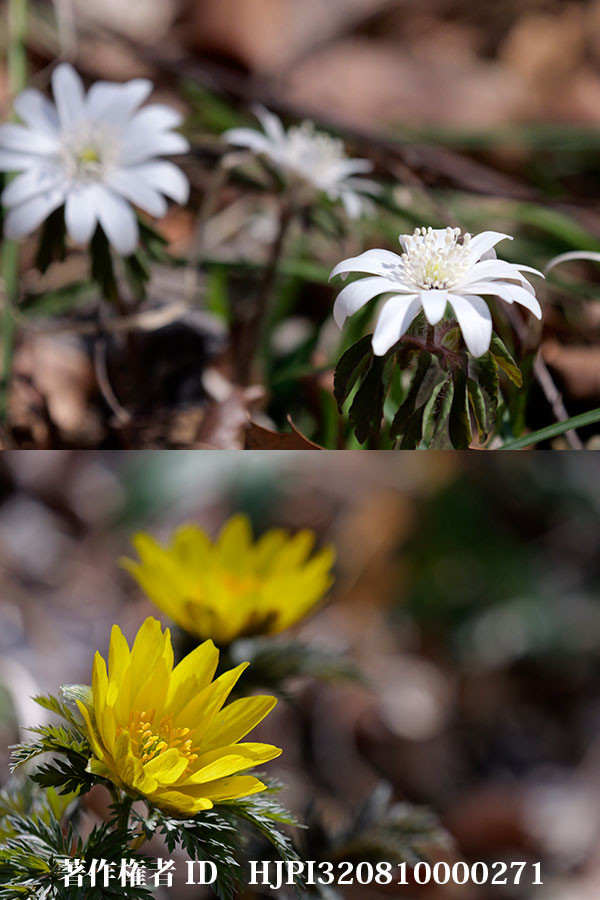 庭のイチゲが開きはじめた