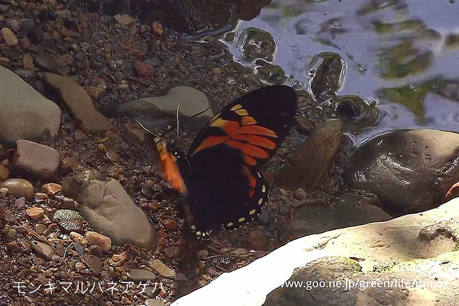 モンキマルバネアゲハ　　Pyrrhosticta bachus