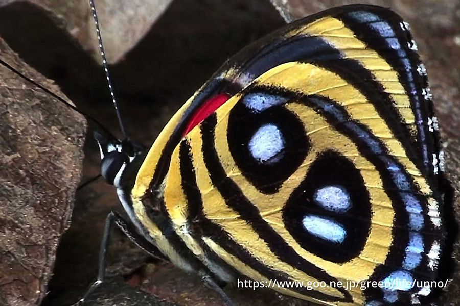 キレネウズマキタテハ Callicore cyllene