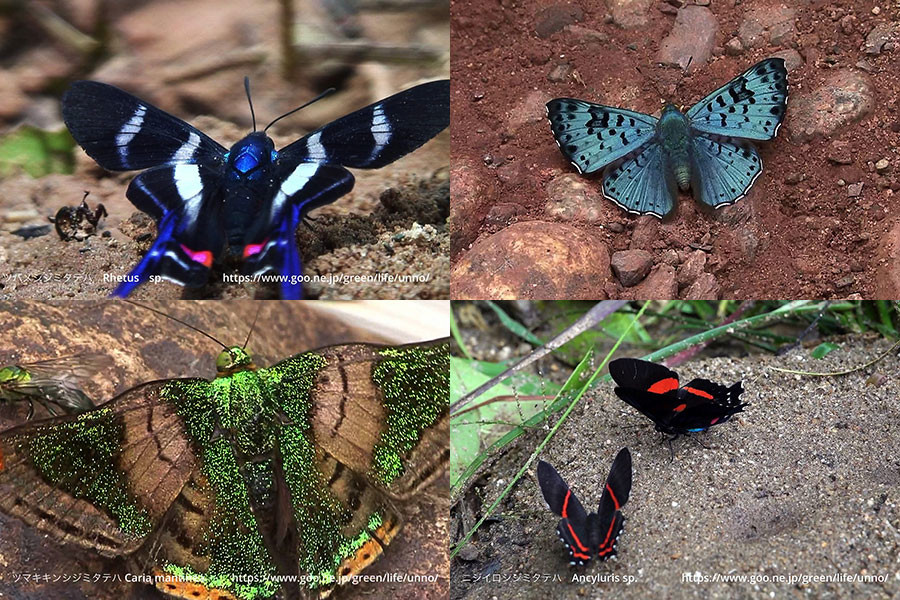 ペルーのシジミタテハ