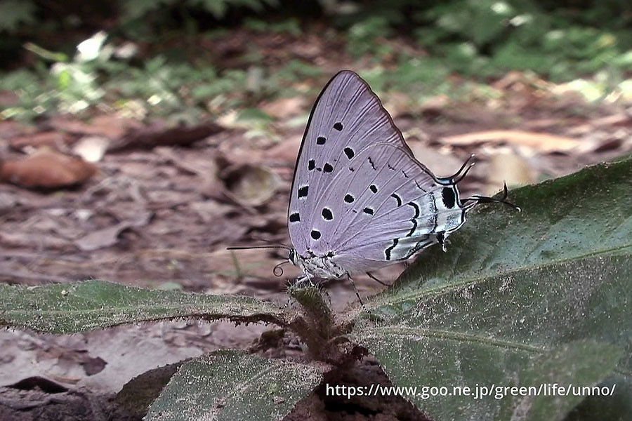 ルリフタオシジミ