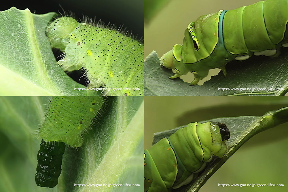 食べれば出る幼虫のうんち