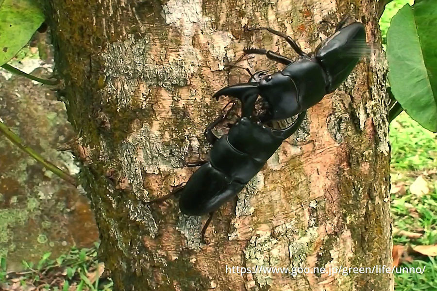 スマトラヒラタクワガタVSアルキデスヒラタクワガタ