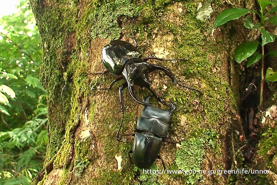 ダイオウヒラタクワガタVSコーカサスオオカブト