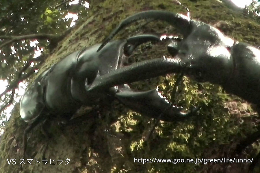 リノケロスフタマタクワガタの闘い