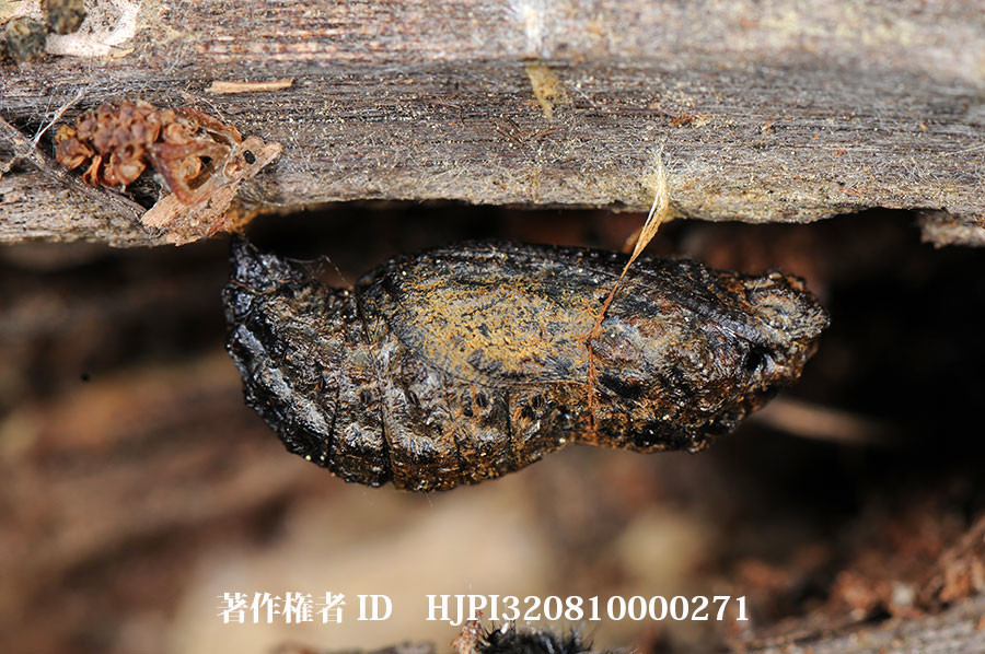 ギフチョウの蛹