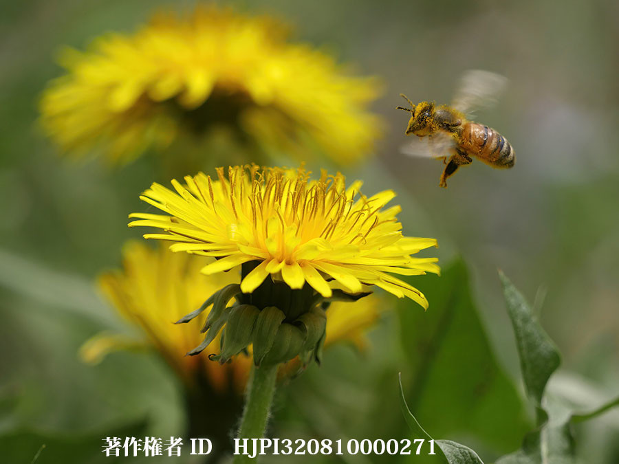 コンテストの審査で今日も東京