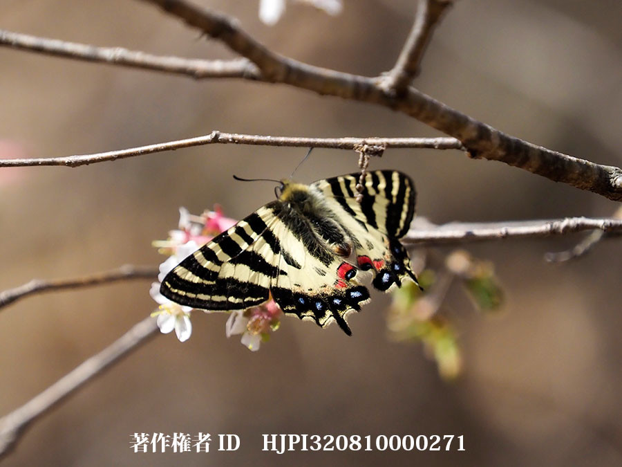 ヒメギフチョウ