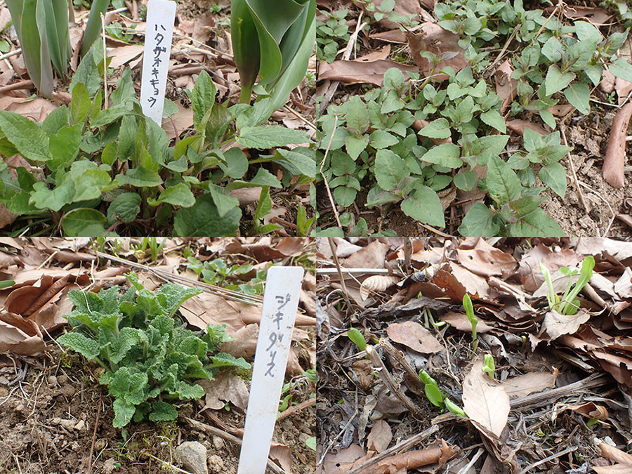 庭の宿根草の芽生え