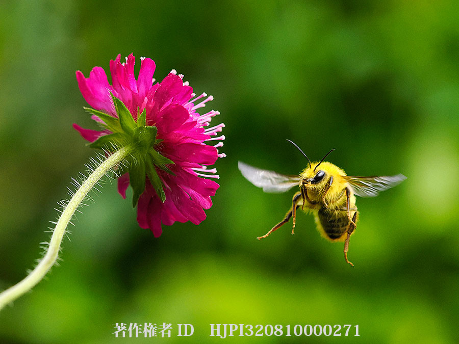 写真展から1枚。可愛らしいコマルハナバチ