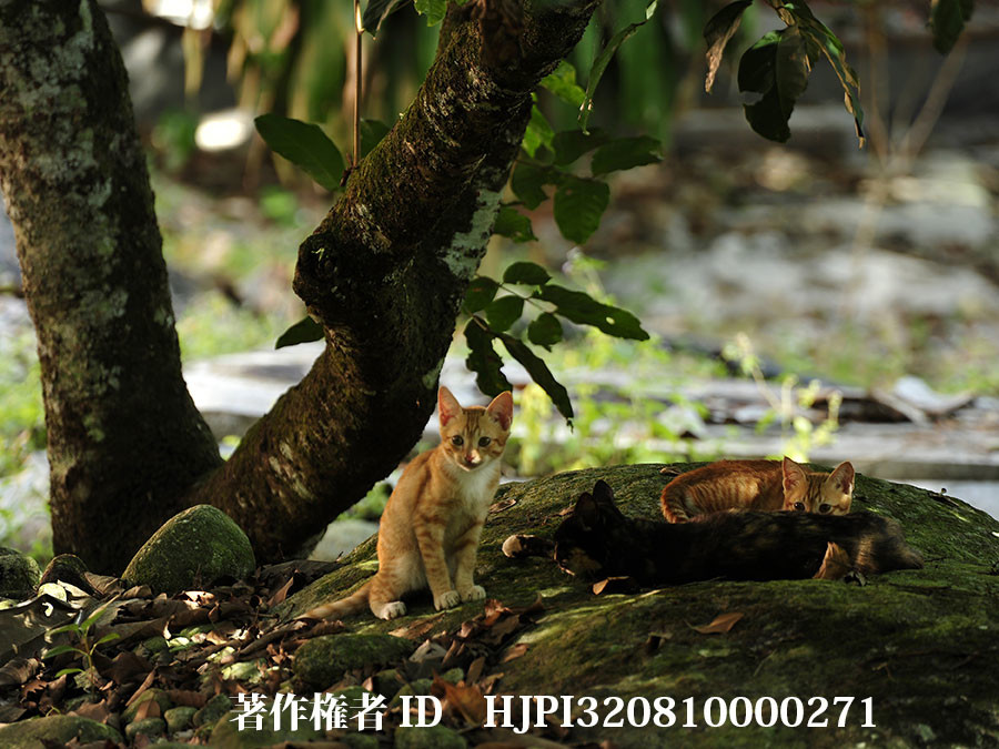 マレーシアのネコ