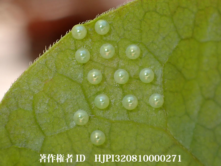 今年もヒメギフチョウが庭で卵を産んだ
