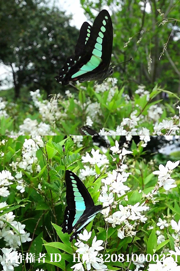 アオスジアゲハの舞