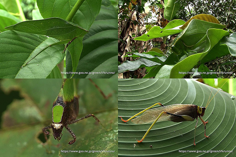 ペルーのツユムシ