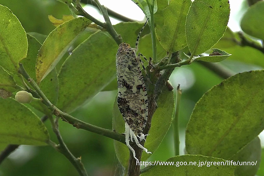 ペルーのハゴロモ