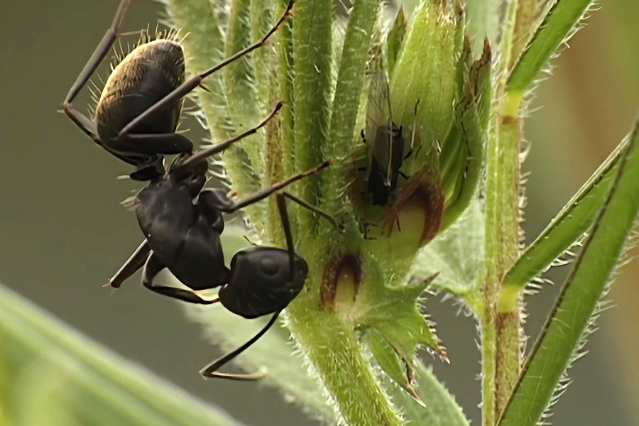 カラスノエンドウの蜜腺とアリ