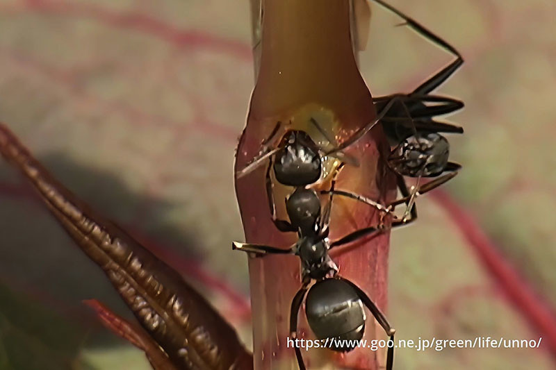 イタドリの傭兵、アリ