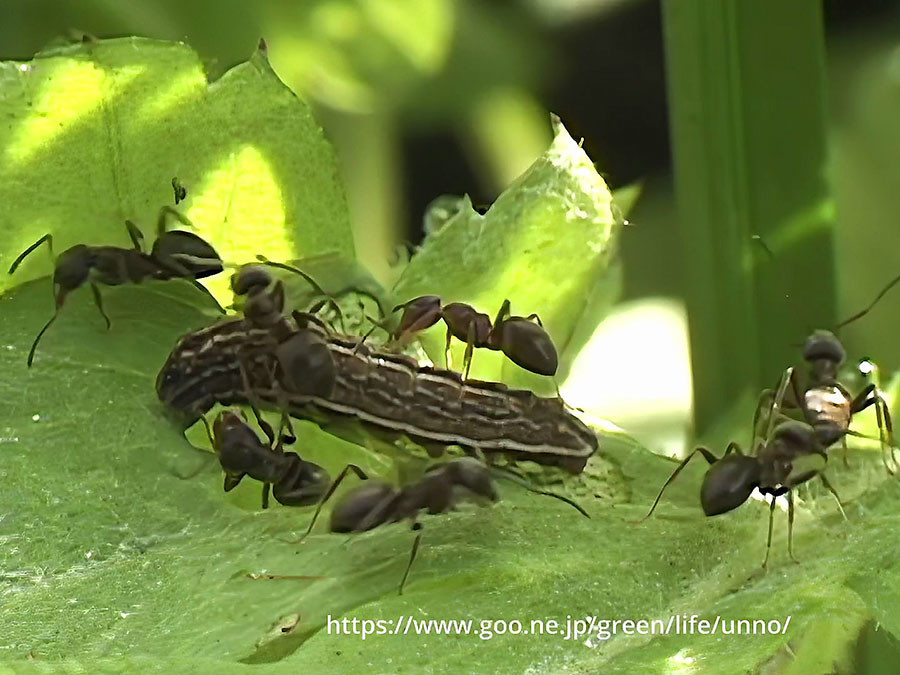 ヒメシジミの幼虫