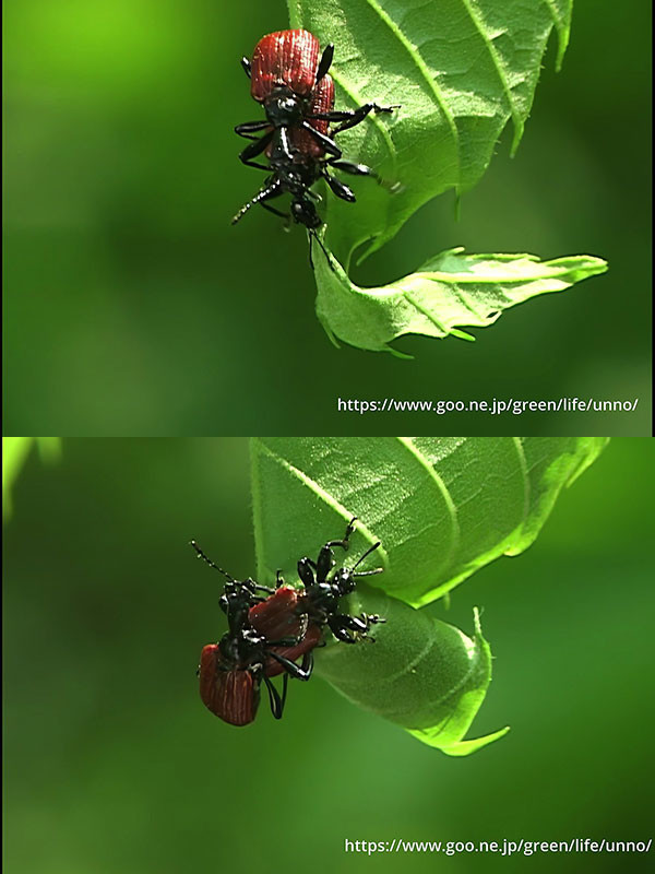 オトシブミの揺籃づくり