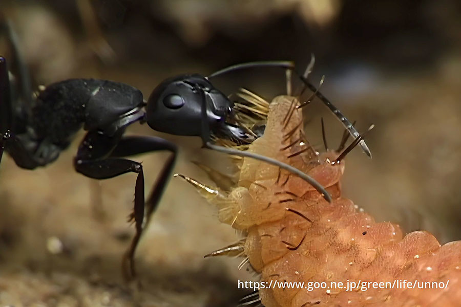 クロシジミとクロオオアリの共生