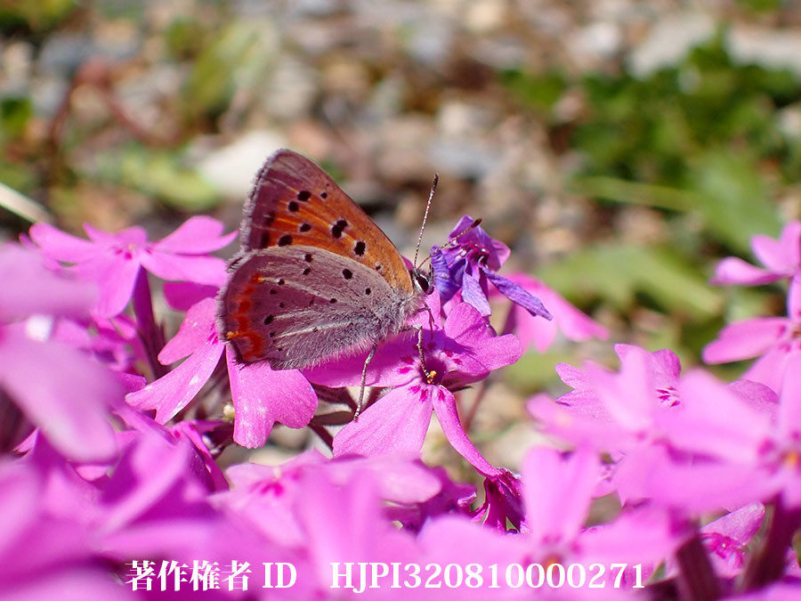 シバザクラでテリトリーを張るベニシジミ