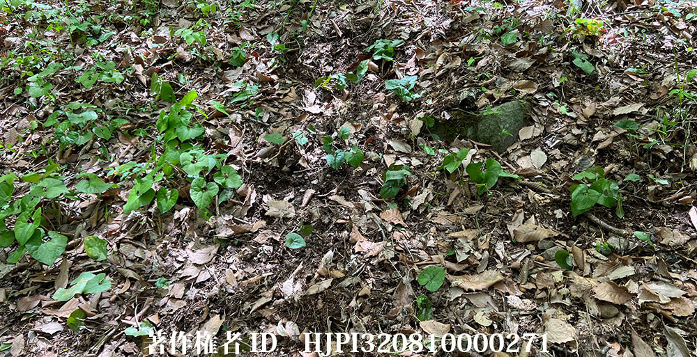 ウスバサイシン追加