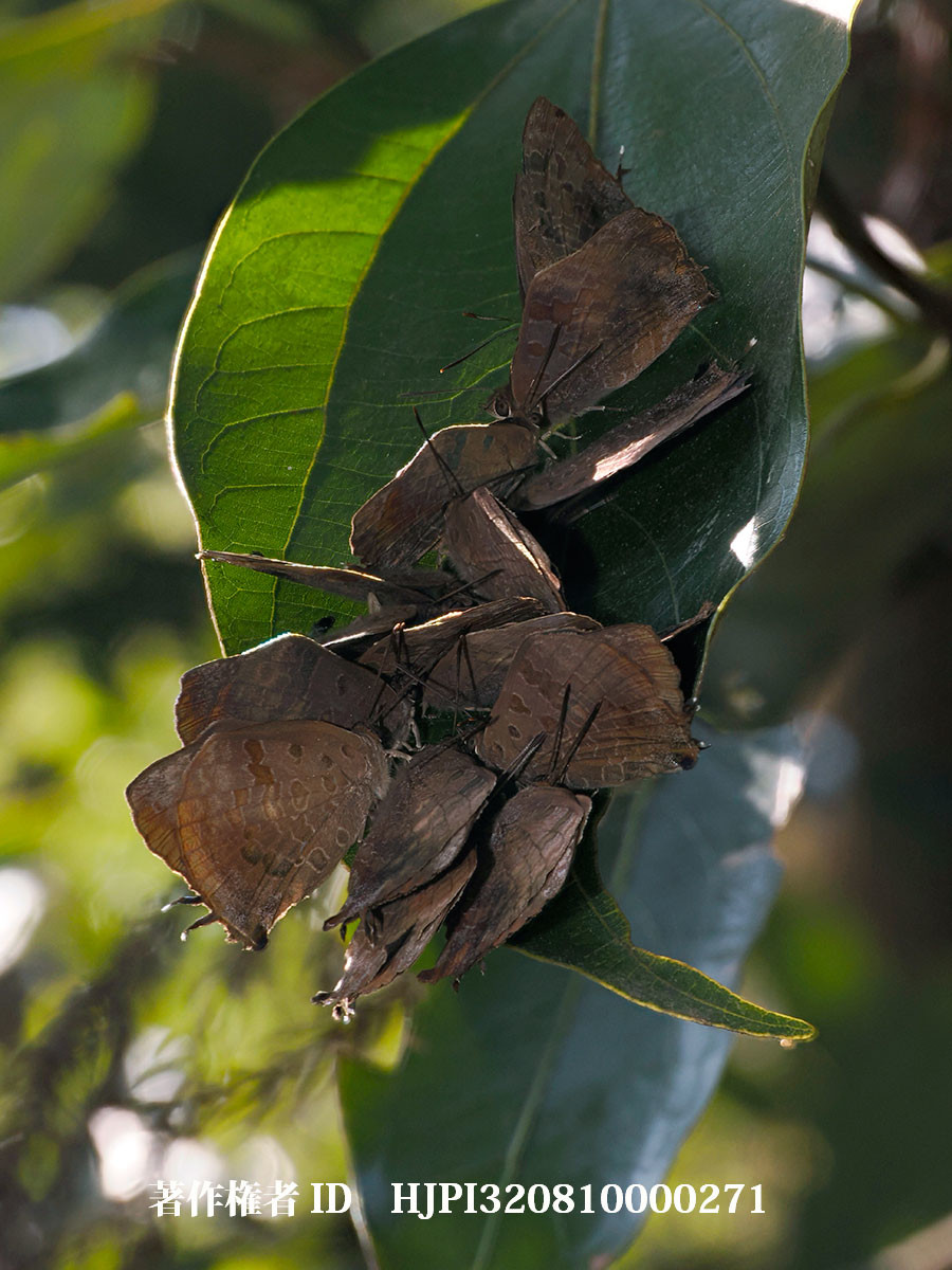 ムラサキツバメの集団越冬（4月の写真展で展示した写真1）