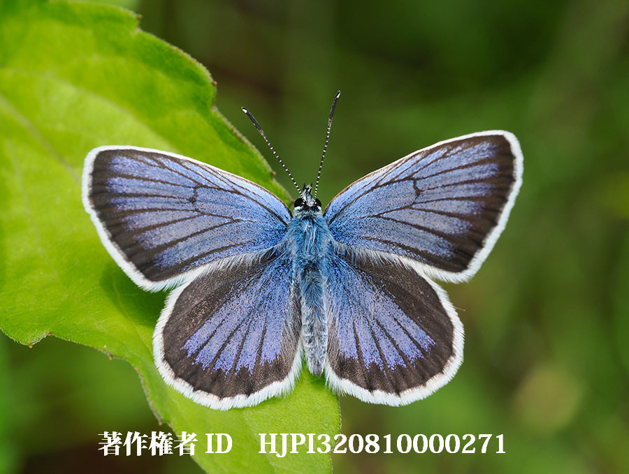 ヒメシジミのオス（4月の写真展で展示した写真2）