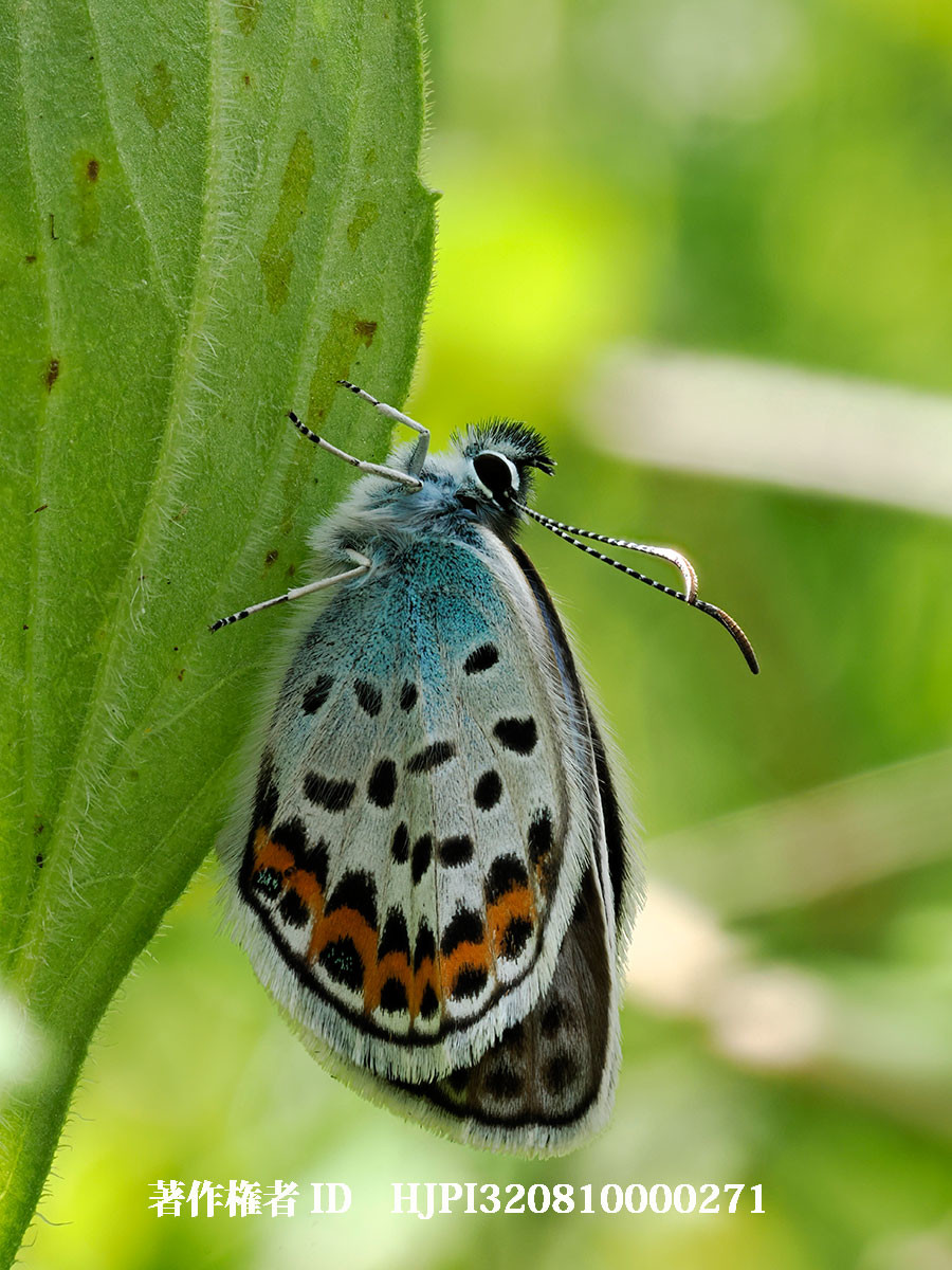 羽化直後のヒメシジミ（4月の写真展で展示した写真3）