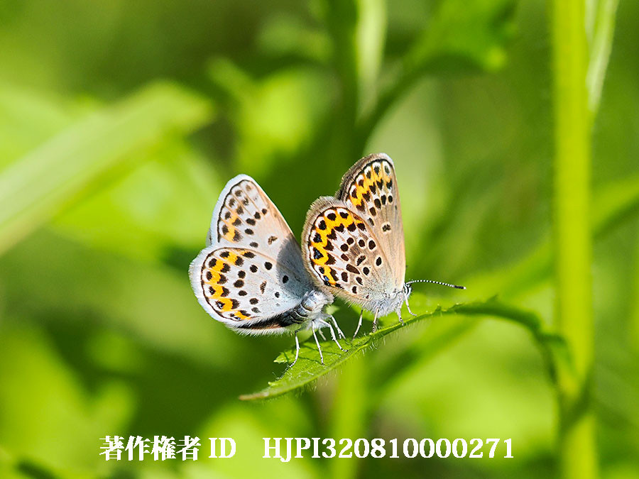 ヒメシジミの求愛（4月の写真展で展示した写真4）