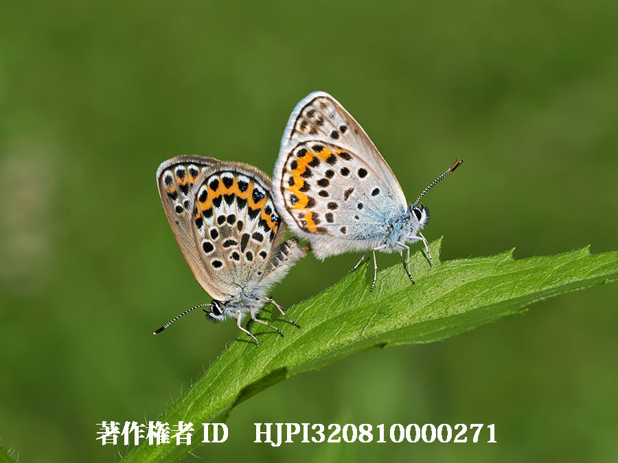 ヒメシジミの交尾（4月の写真展で展示した写真5）