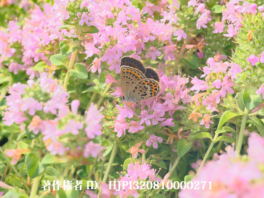 ヒメシジミのメス（4月の写真展で展示した写真6）