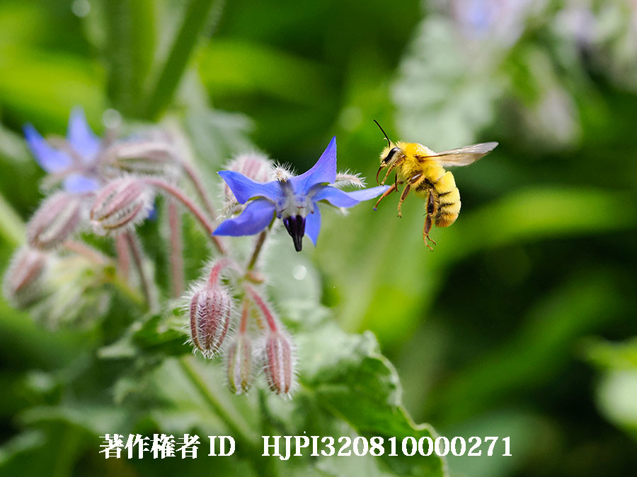 ポリジの花にコマルハナバチ（4月の写真展で展示した写真8）