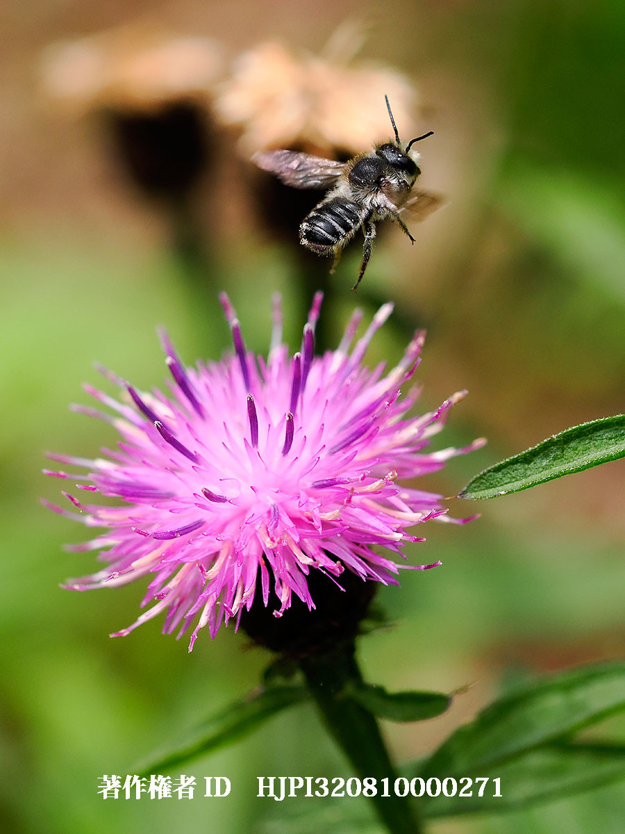 セントレアニゲラにハキリバチ（4月の写真展で展示した写真10）