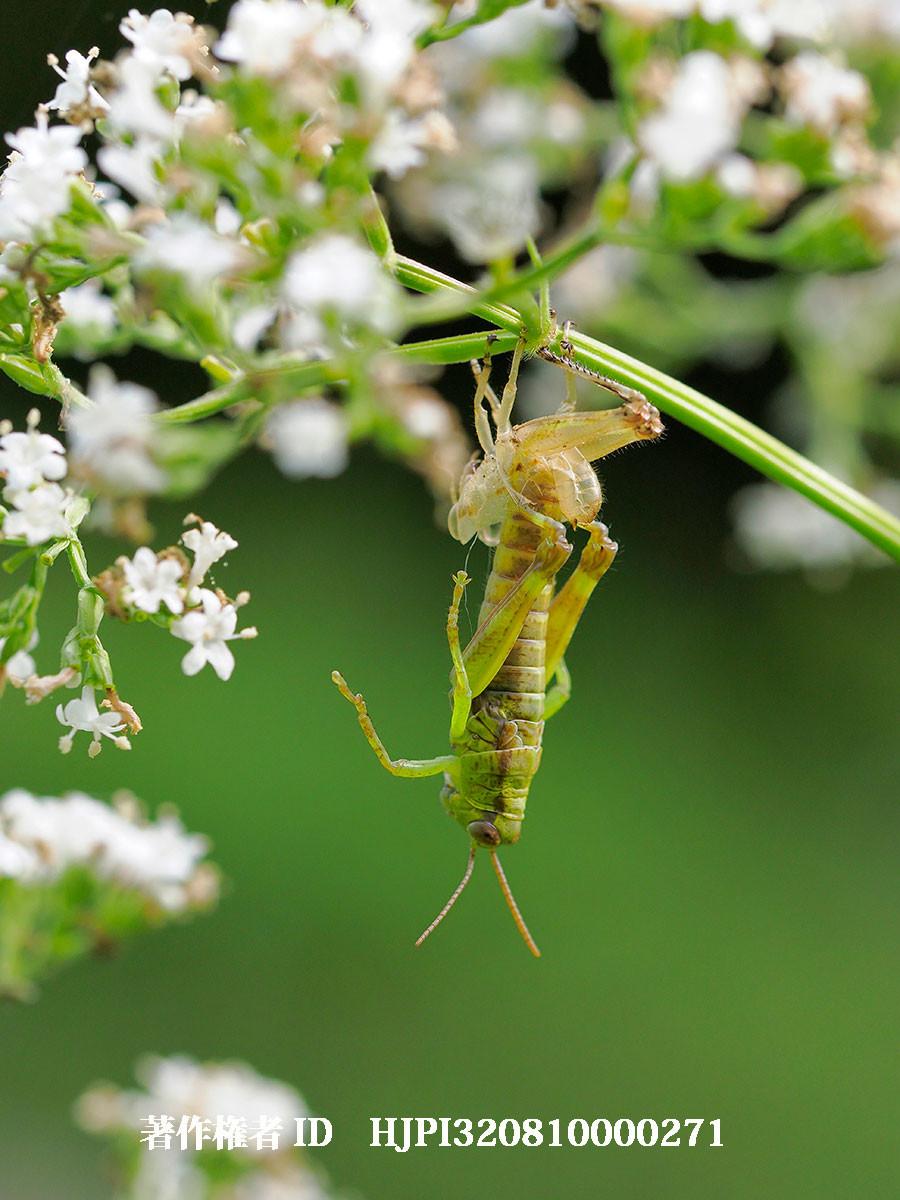 バッタの脱皮（4月の写真展で展示した写真12）