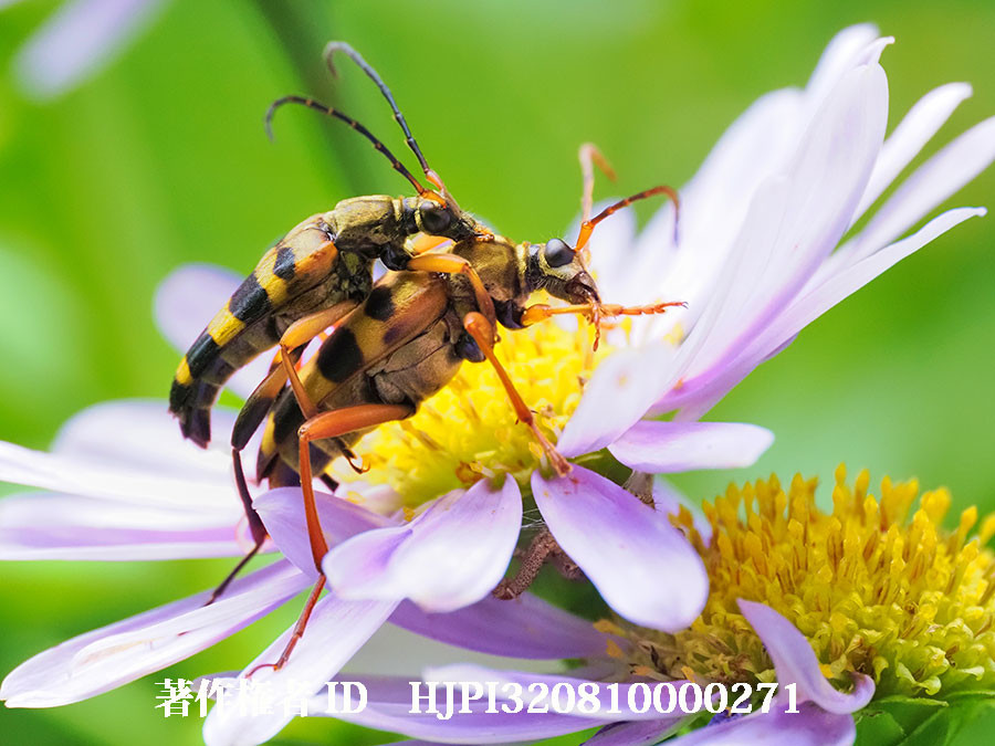 ヨツスジハナカミキリの求愛（4月の写真展で展示した写真14）