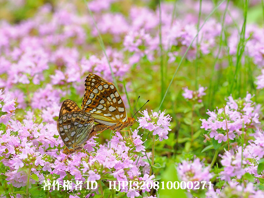 ヤマウラギンヒョウモンの交尾（4月の写真展で展示した写真15）