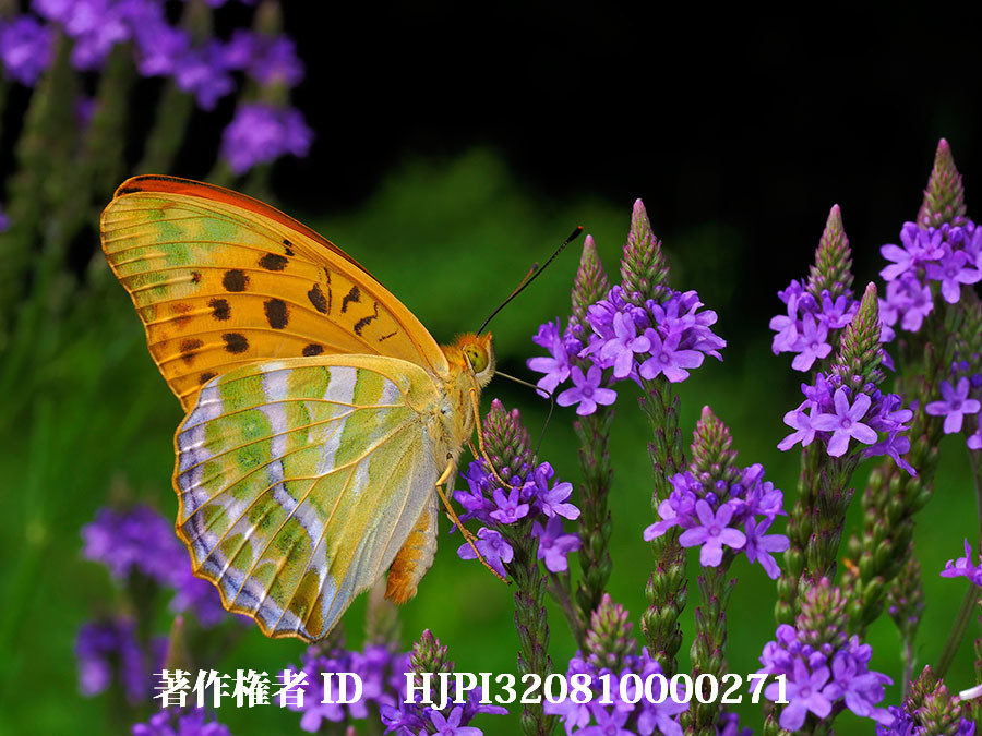 バーベナハスタータにミドリヒョウモン（4月の写真展で展示した写真16）