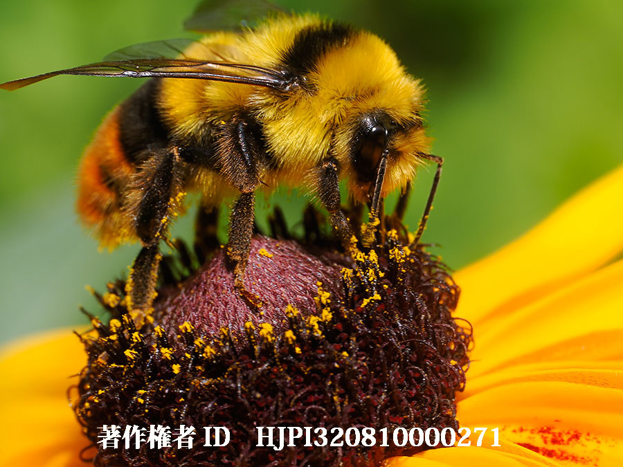 ルドベキアの花にクロマルハナバチ（4月の写真展で展示した写真17）