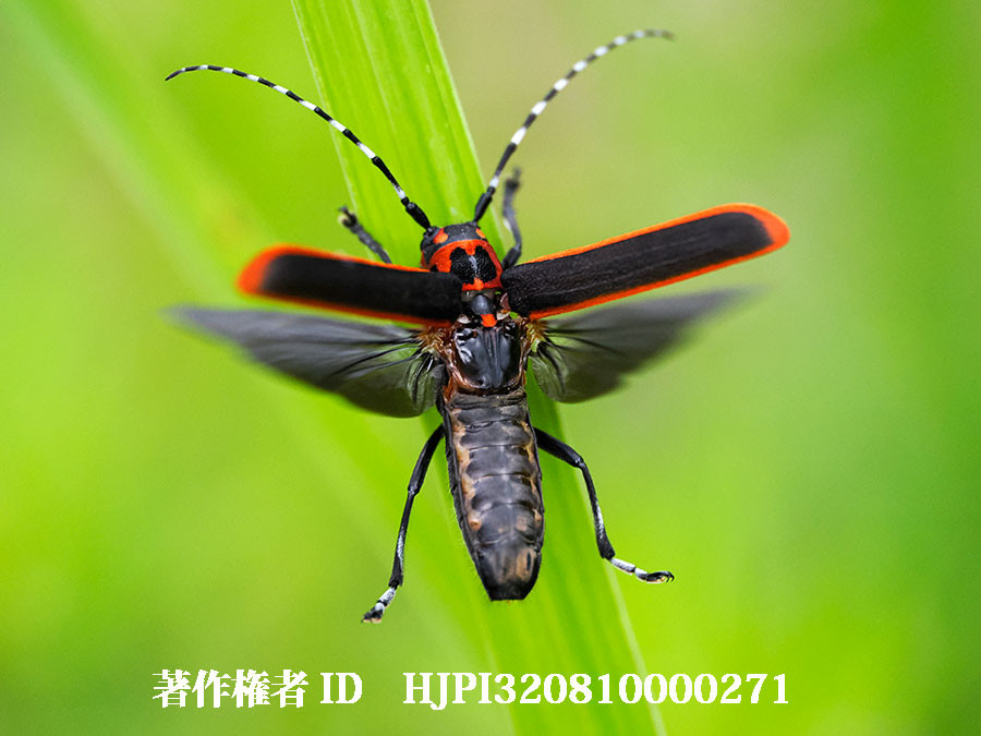 ハンノキカミキリ（4月の写真展で展示した写真18）