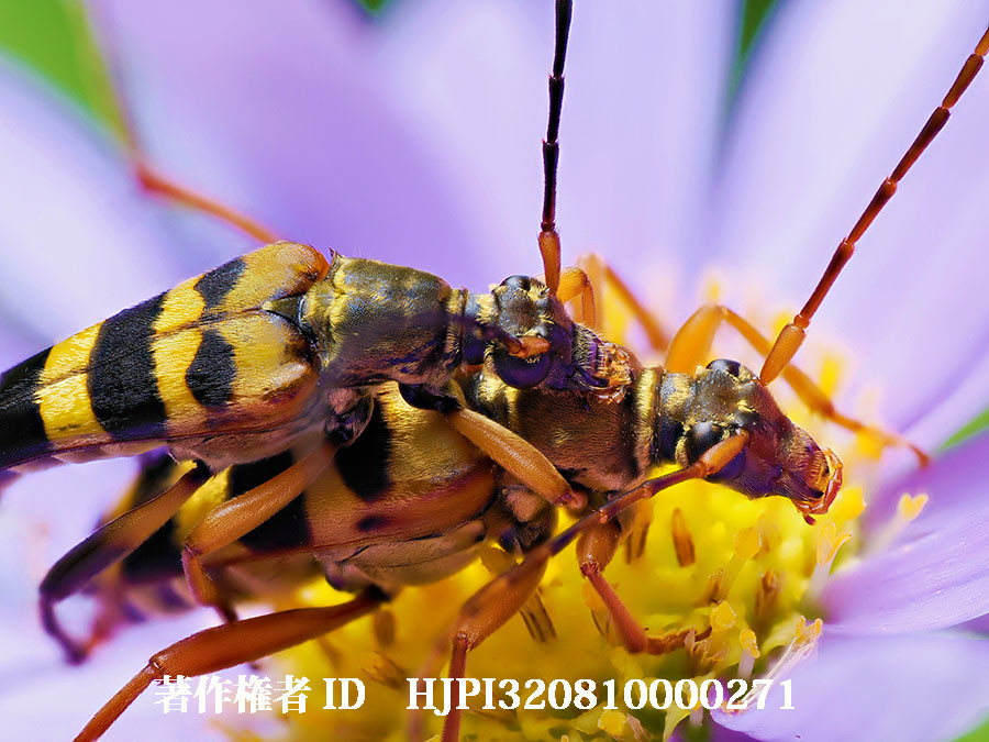 ヨツスジハナカミキリの交尾（4月の写真展で展示した写真20）