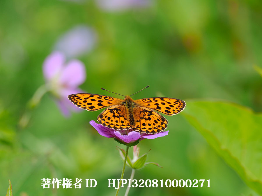 高峰高原のコヒョウモン（4月の写真展で展示した写真22）