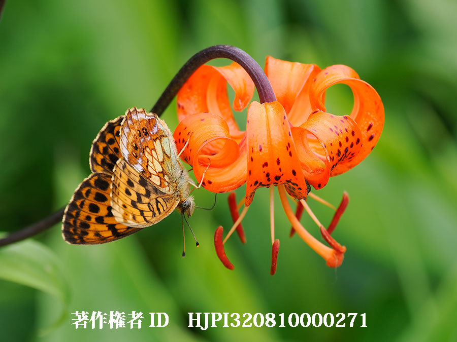 コオニユリにコヒョウモン（4月の写真展で展示した写真23）