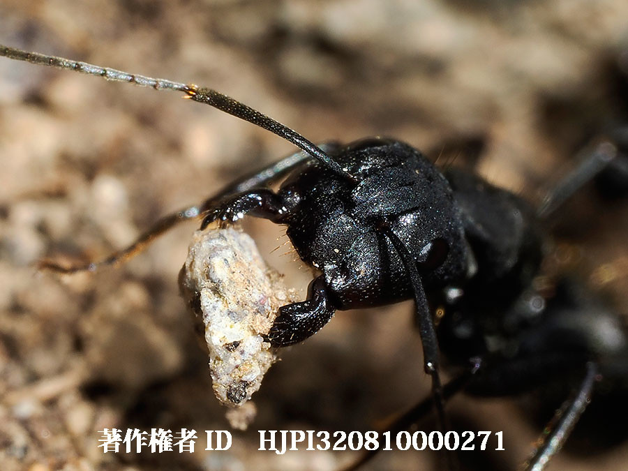 小石を咥えるクロオオアリ（4月の写真展で展示した写真24）