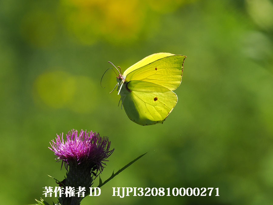 絶滅危惧種のヤマキチョウ（4月の写真展で展示した写真25）