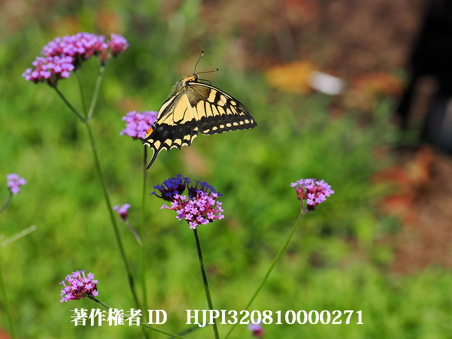 キアゲハの飛翔（4月の写真展で展示した写真26）