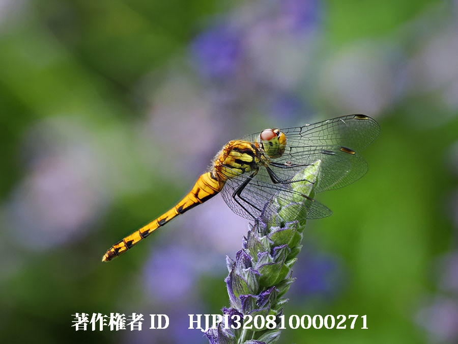 ナツアカネを深度合成モードで（4月の写真展で展示した写真27）